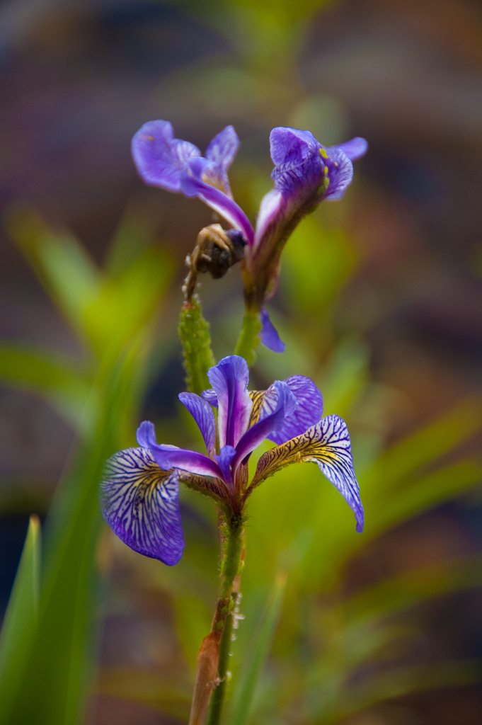 Photo of a purple iris flower.