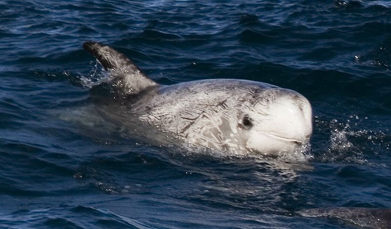Figure showing a Risso’s dolphin surfacing in water. The area forward of its face is mostly white, and then its body is gray and white streaked together.