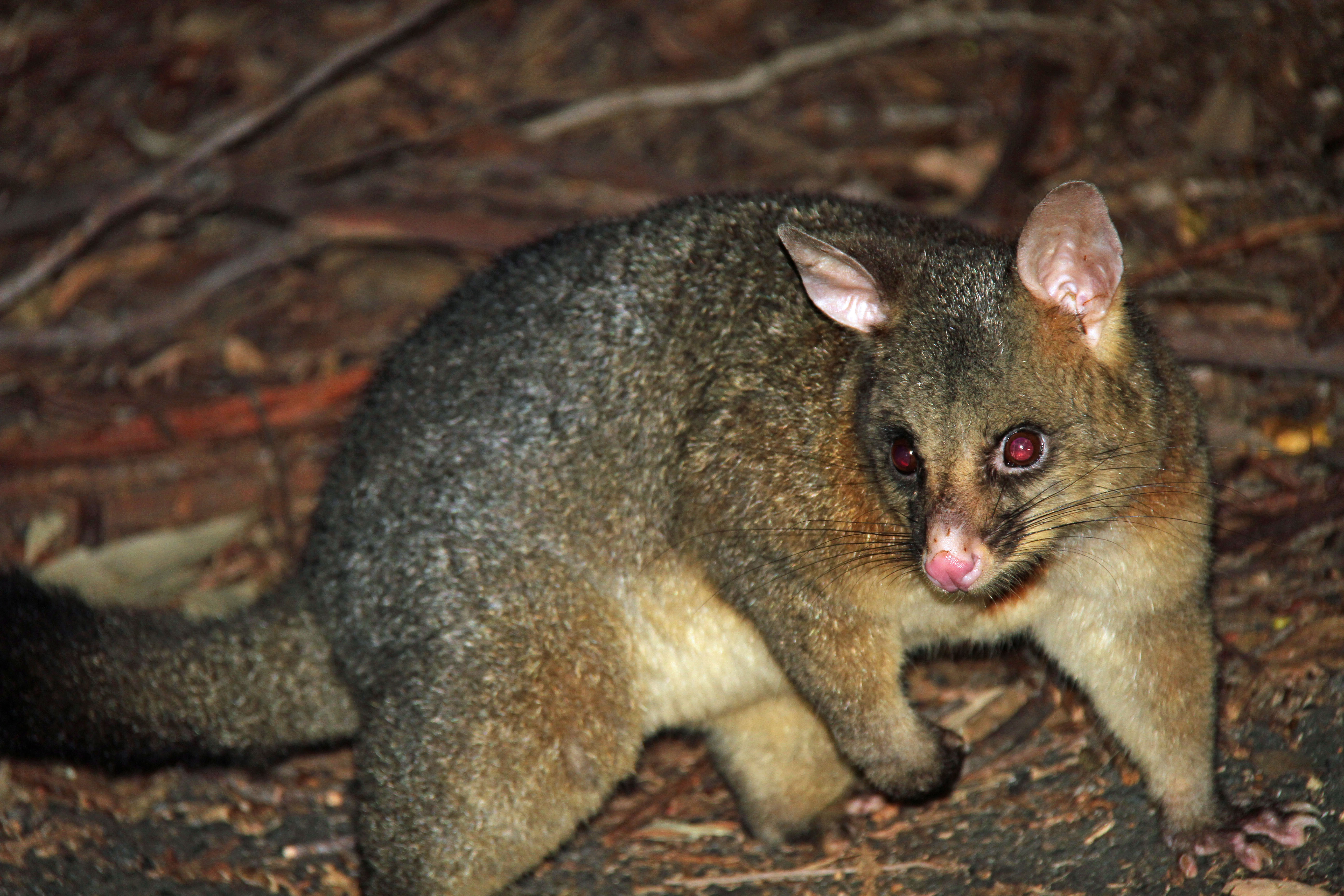 A common brushtail possum of Australia is shown. It has a brown fur coat with some gray sprinkled in along with a face and ears that somewhat resemble a house cat. The possum also has a big bushy tail.